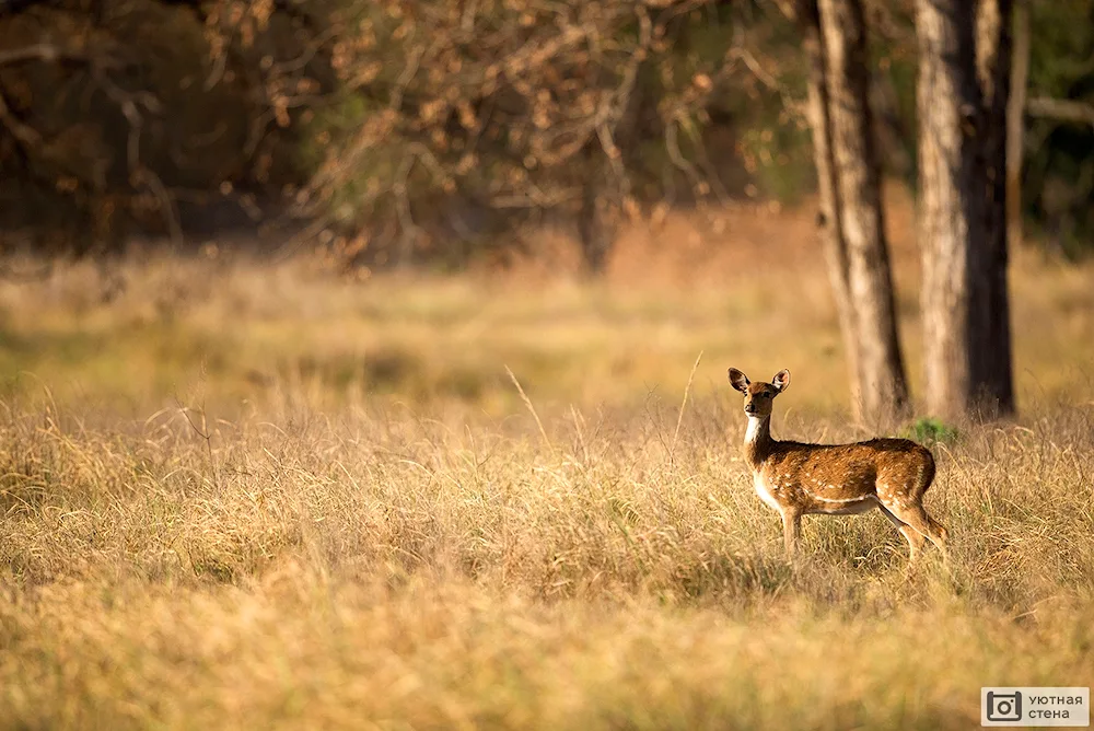 Steppe deer