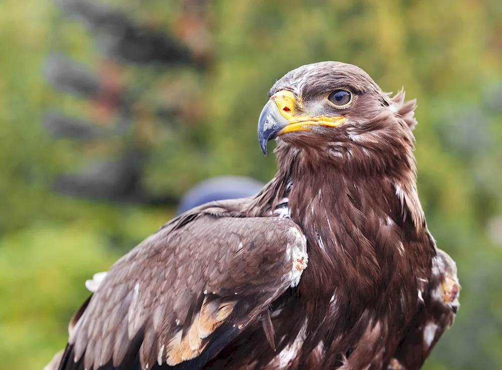 Hawks of the Crimea