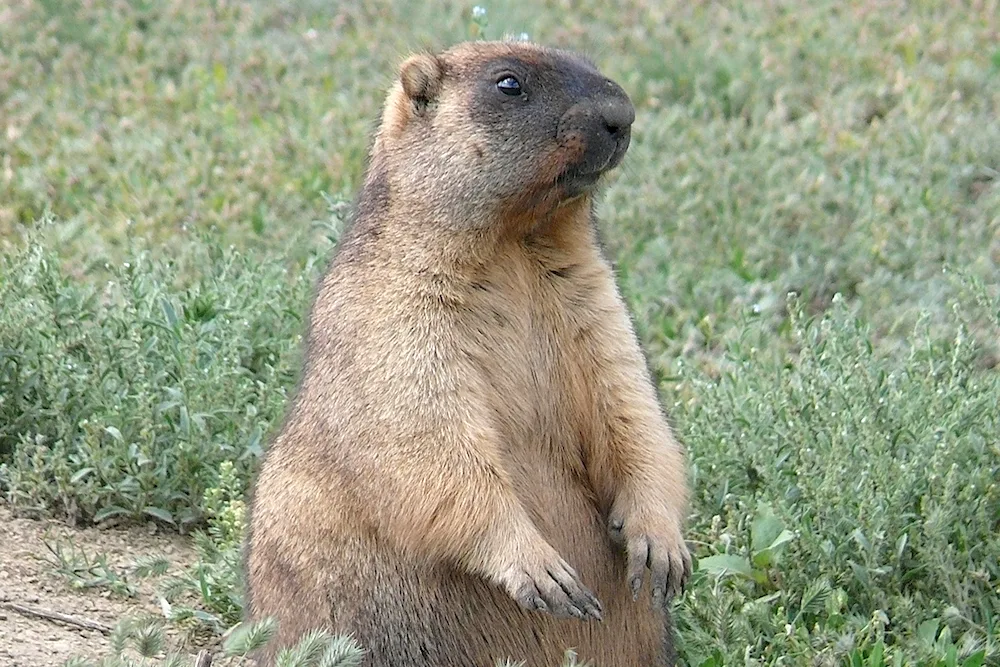 Baybuck marmot