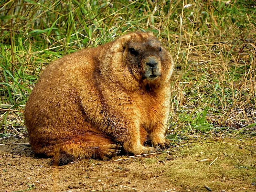 Alpine marmot Baibak