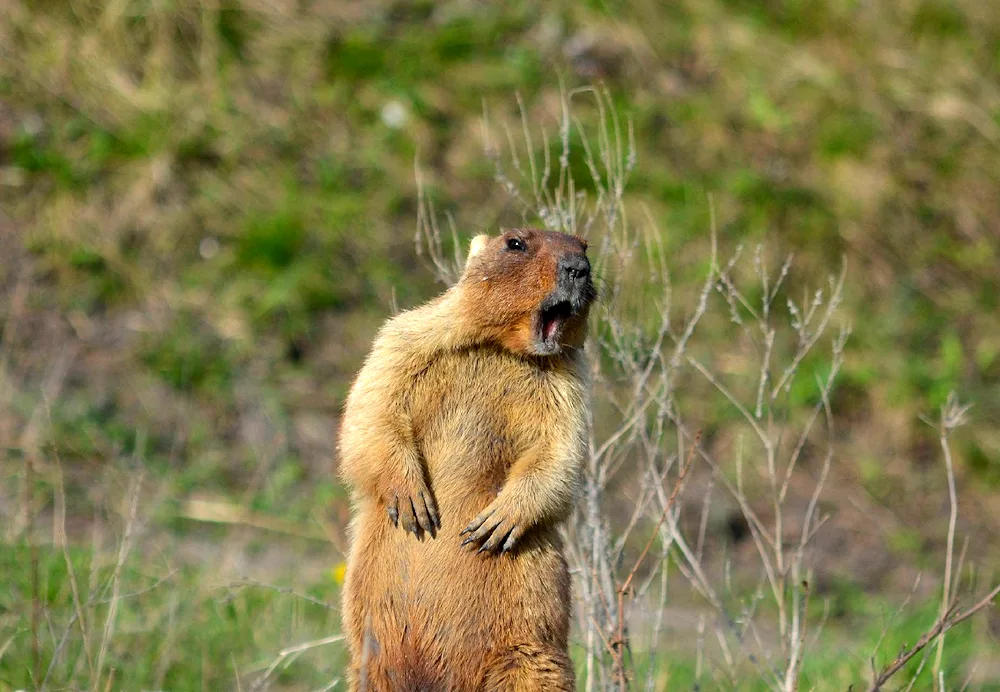 Steppe marmot Baibak