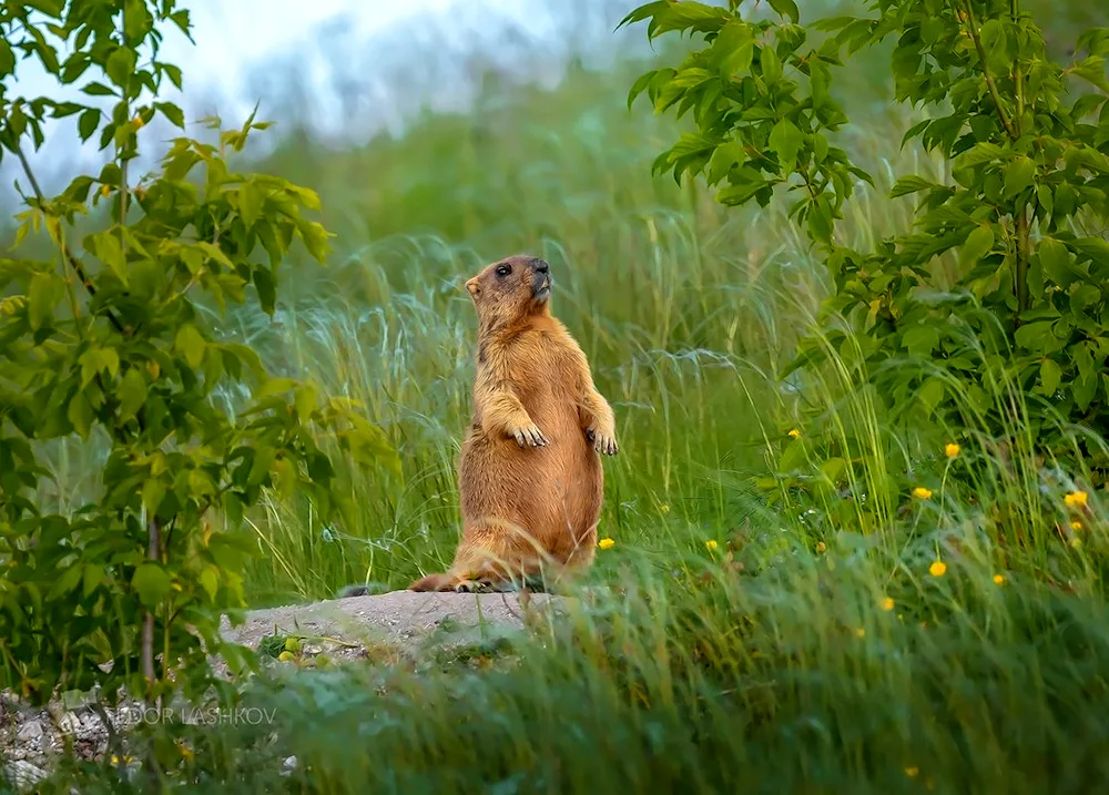 Marmot marmot