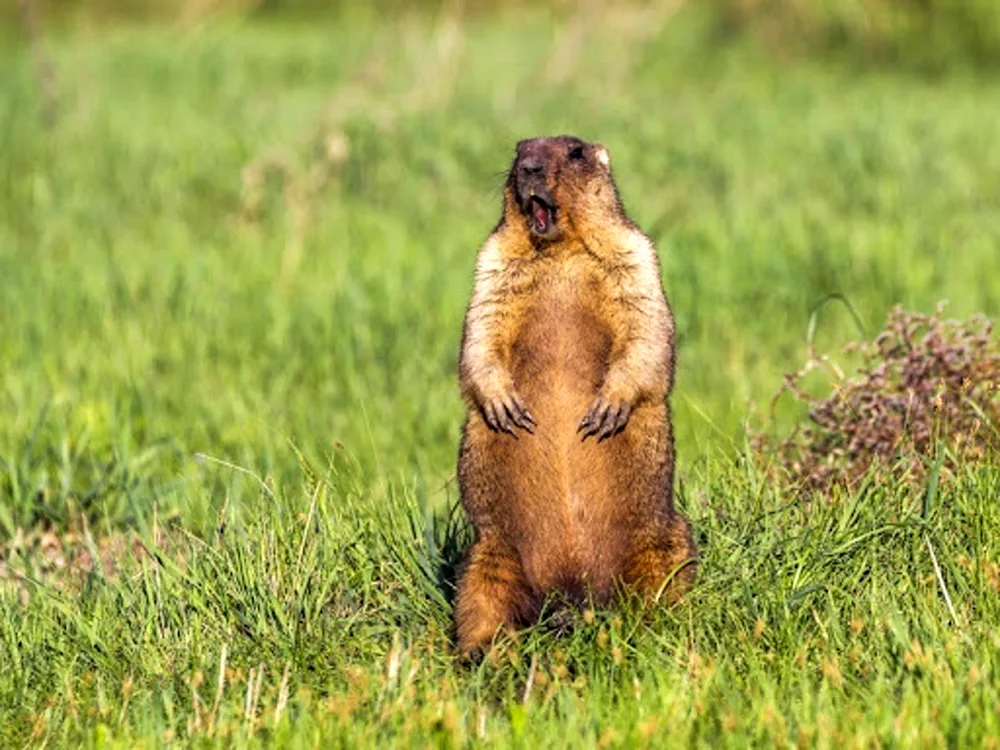 Alpine marmot Bybak