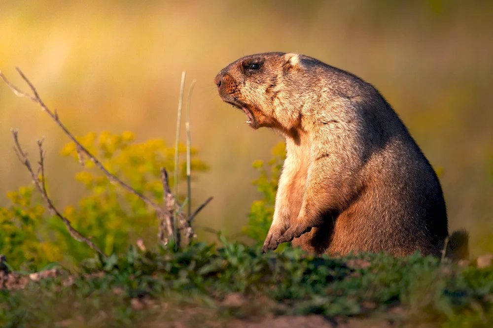 Marmot marmot