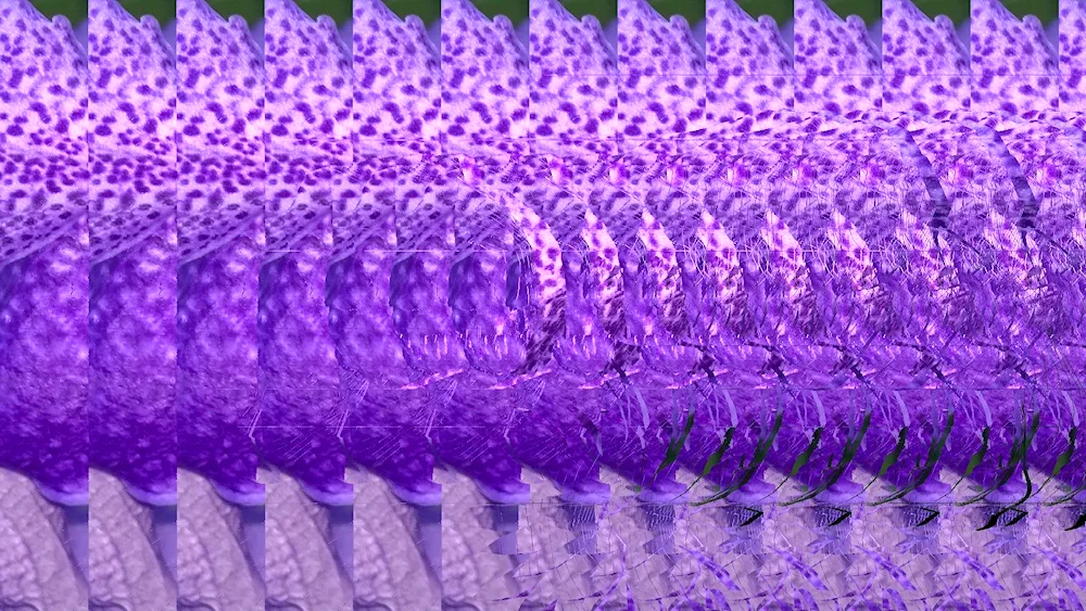 Rose stereogram