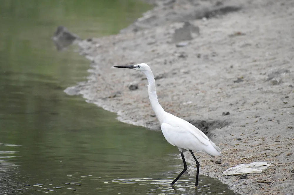 Sturgeon - Crane of Yakutia