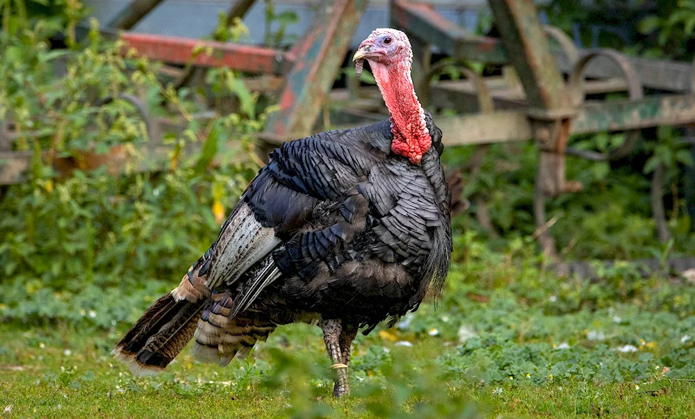 Bronze wide-breasted turkey