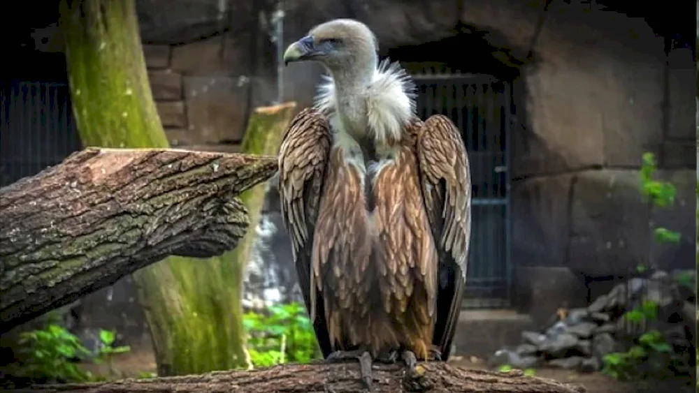 Vulture in the zoo