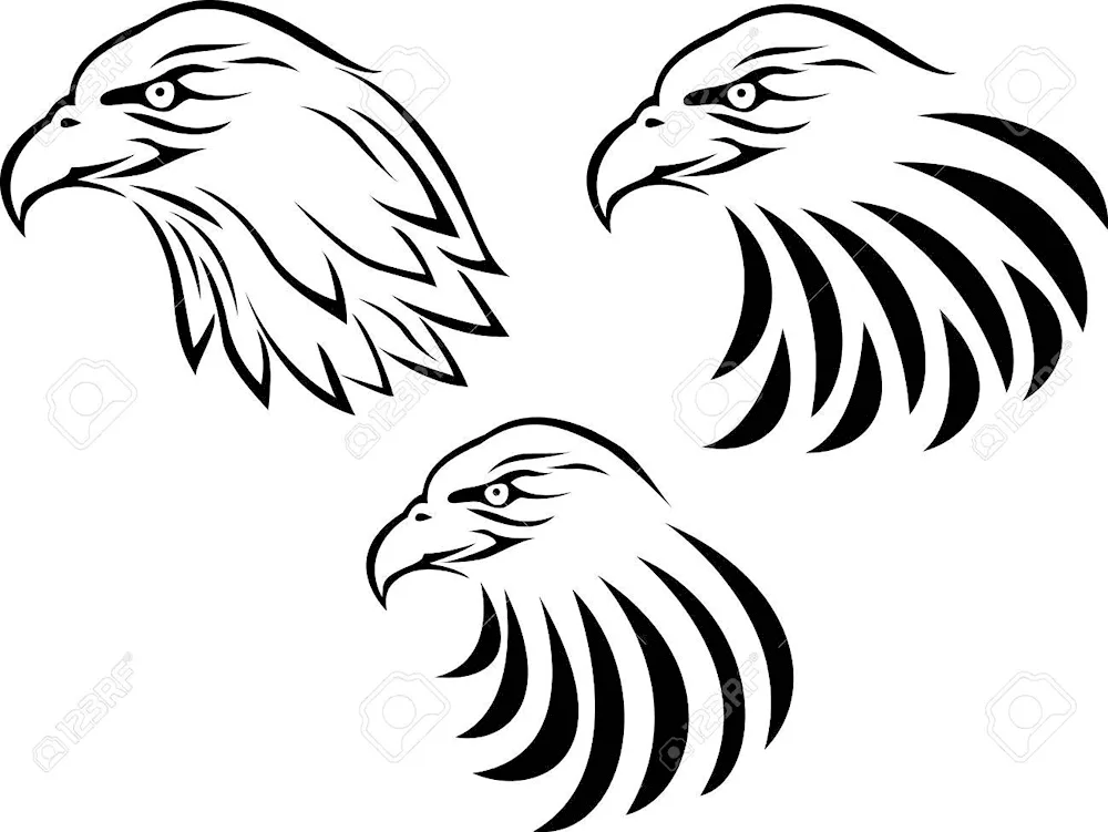 Eagle drawing