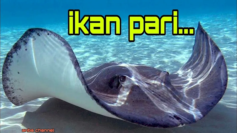 Manta Stingray