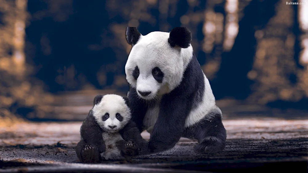 Panda table