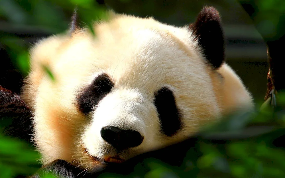 Giant Panda.