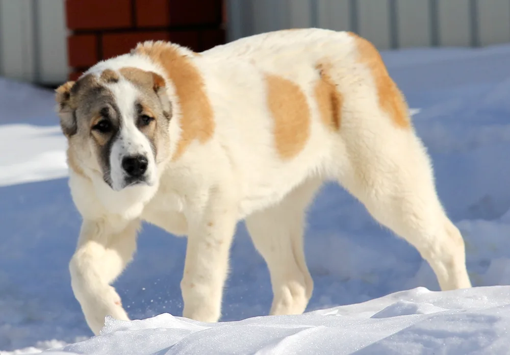 Middle Asian sheepdog alabai