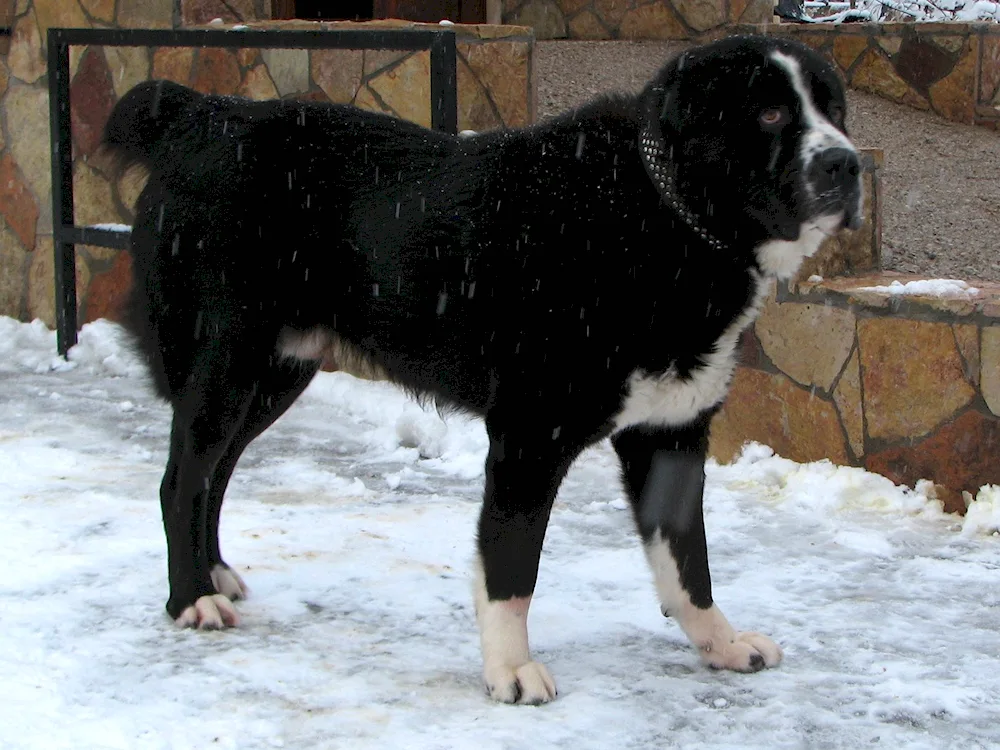 Middle Asian sheepdog alabai black