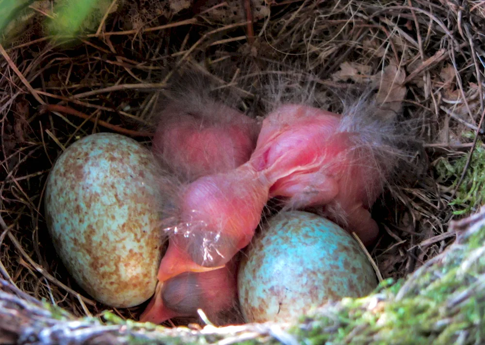 Growling thrush eggs