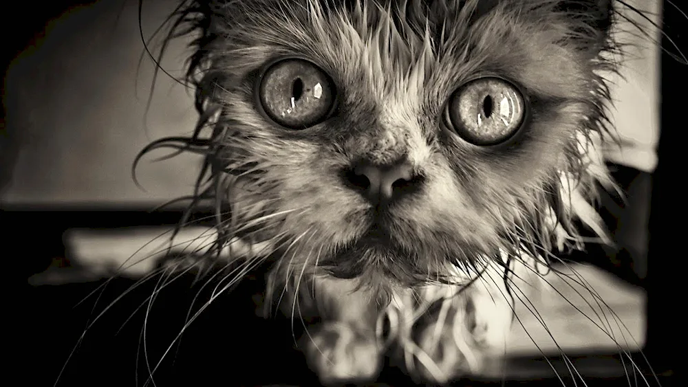 An evil cat