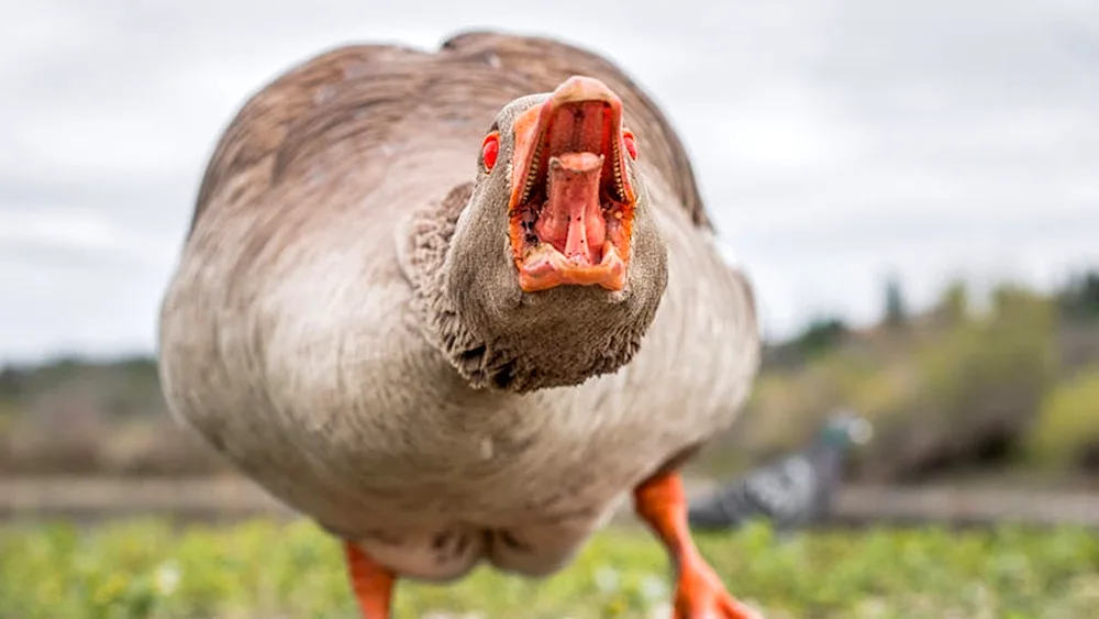 Fearful goose