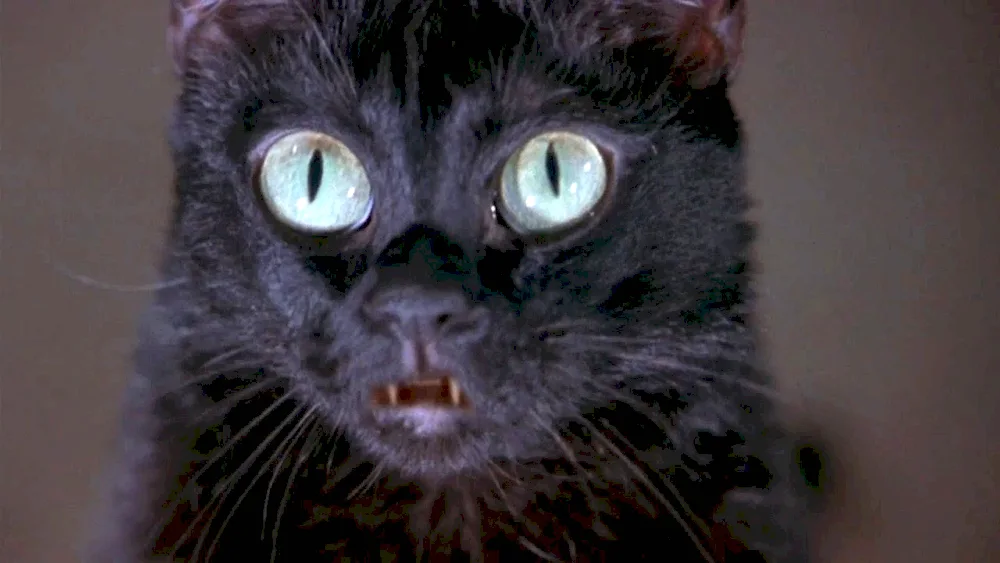 Scary cat from the film