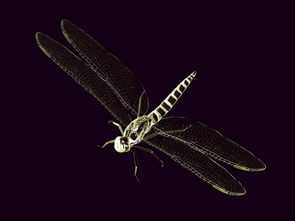 Dragonfly Dragonfly