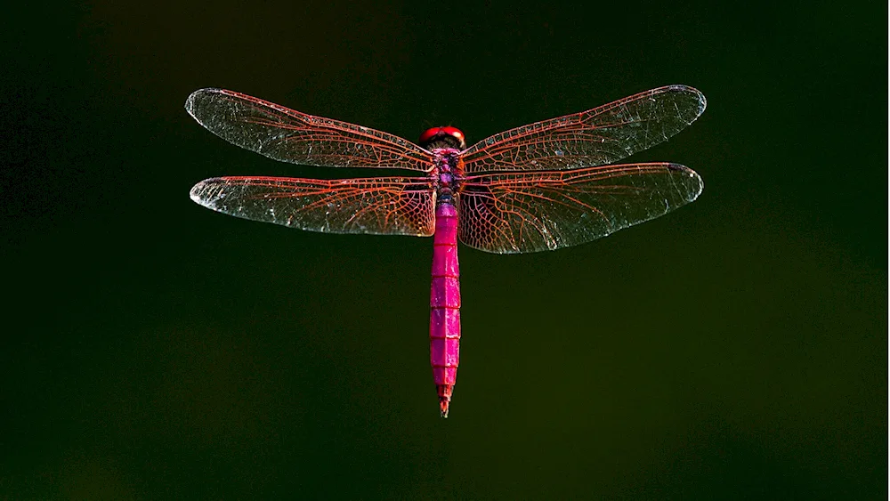 Dragonfly Dragonfly