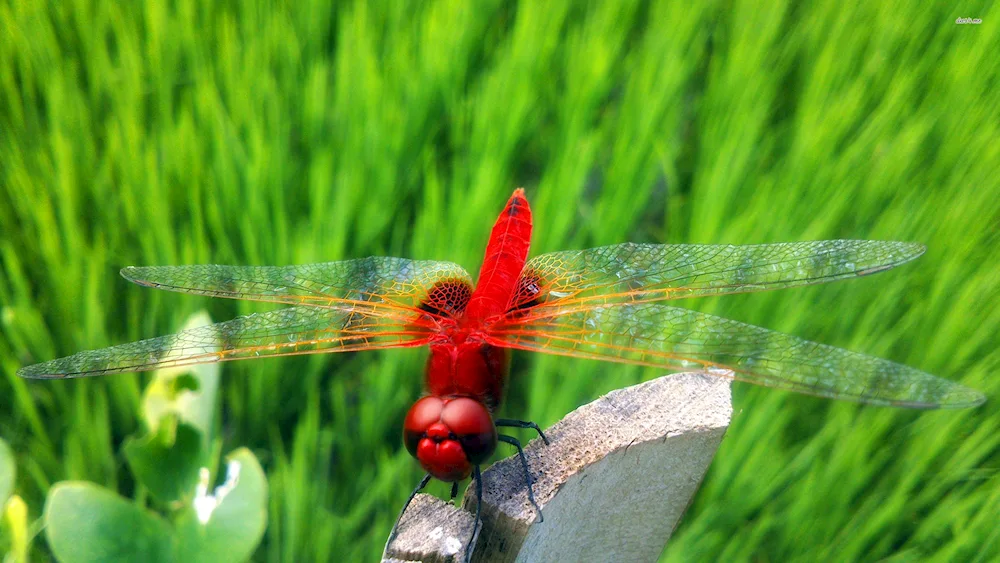 Blue Dragonfly Prishvin