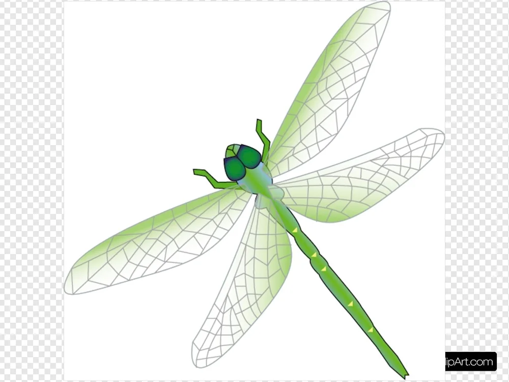 Dragonflies