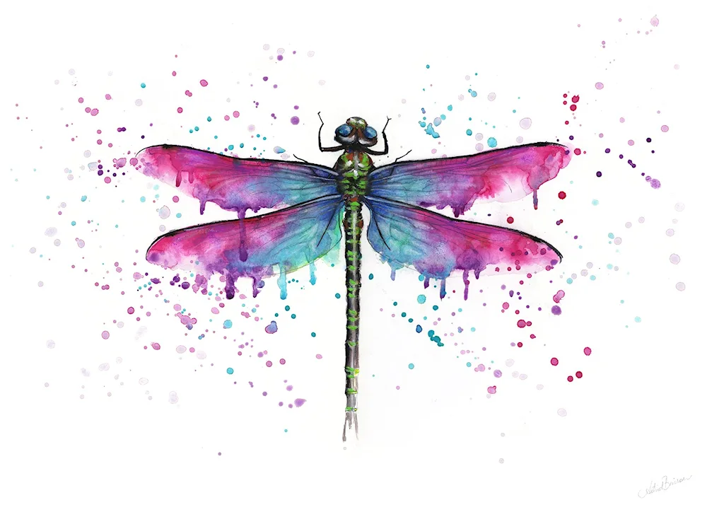 Braconfly