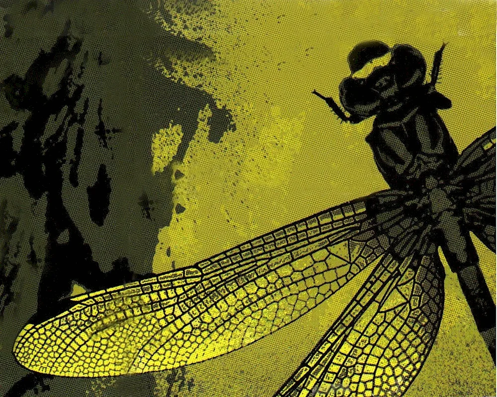 Dragonfly Dragonfly