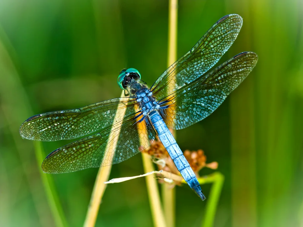 Dragonfly Dragonfly