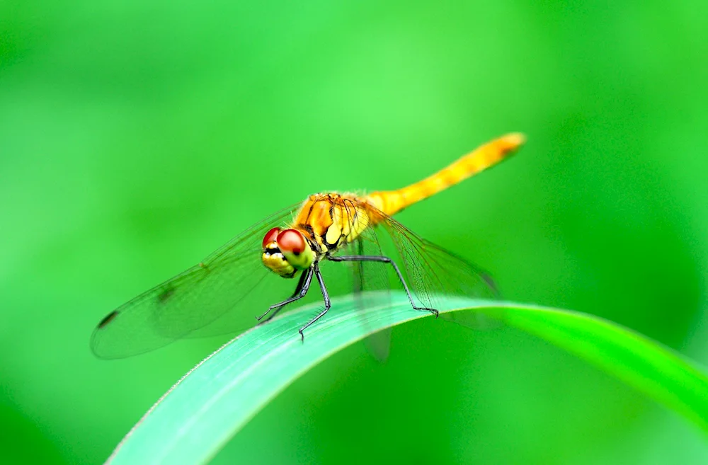 Dragonfly Dragonfly