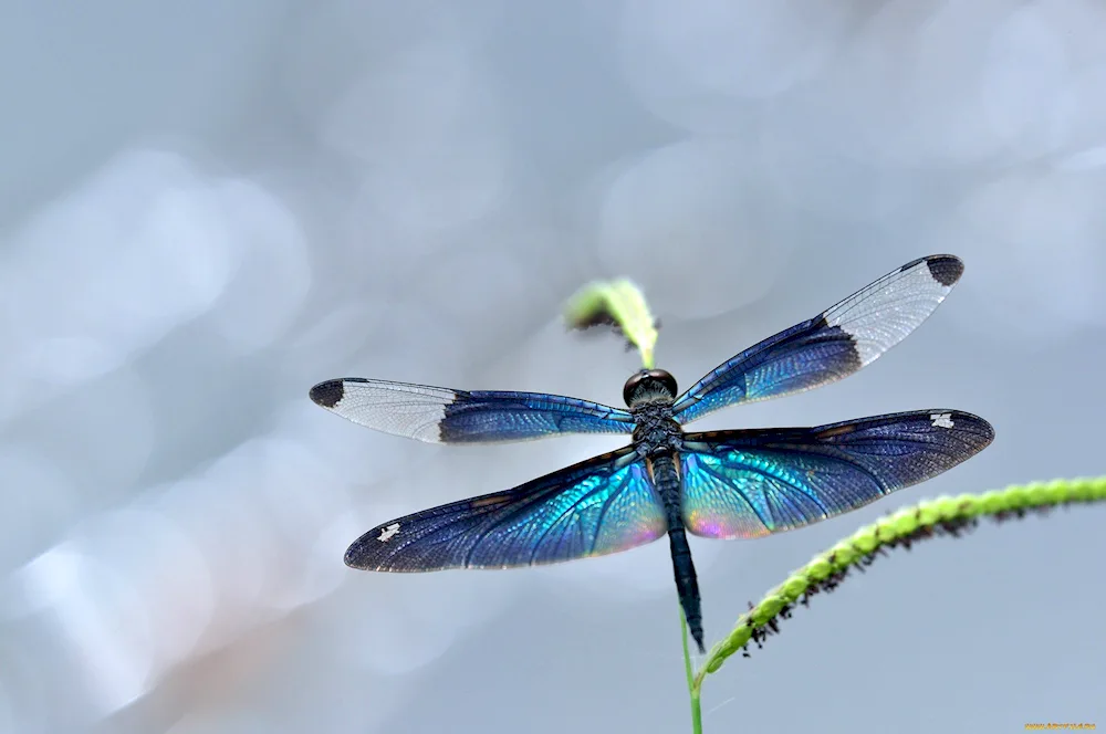Dragonfly Dragonfly