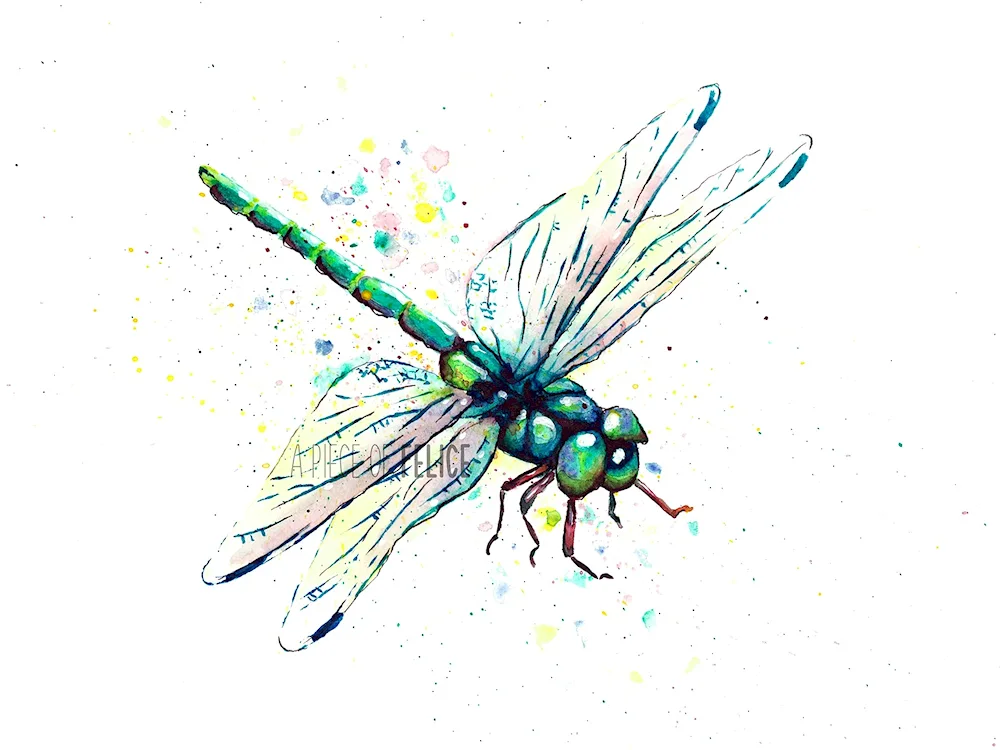 Dragonfly Dragonfly