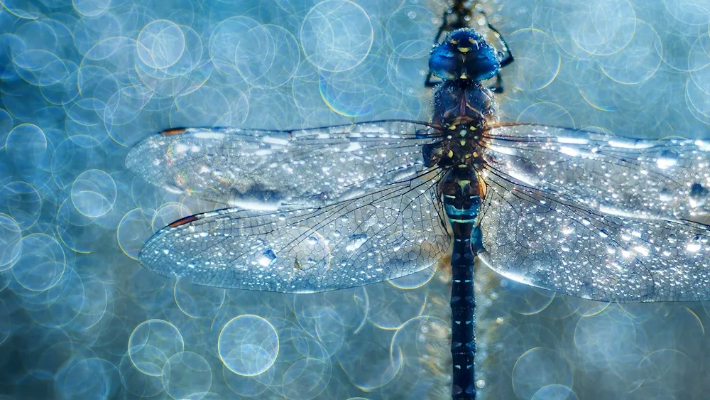 Dragonfly Watchman Emperor green
