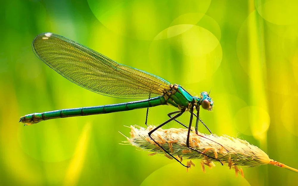 Dragonfly Dragonfly