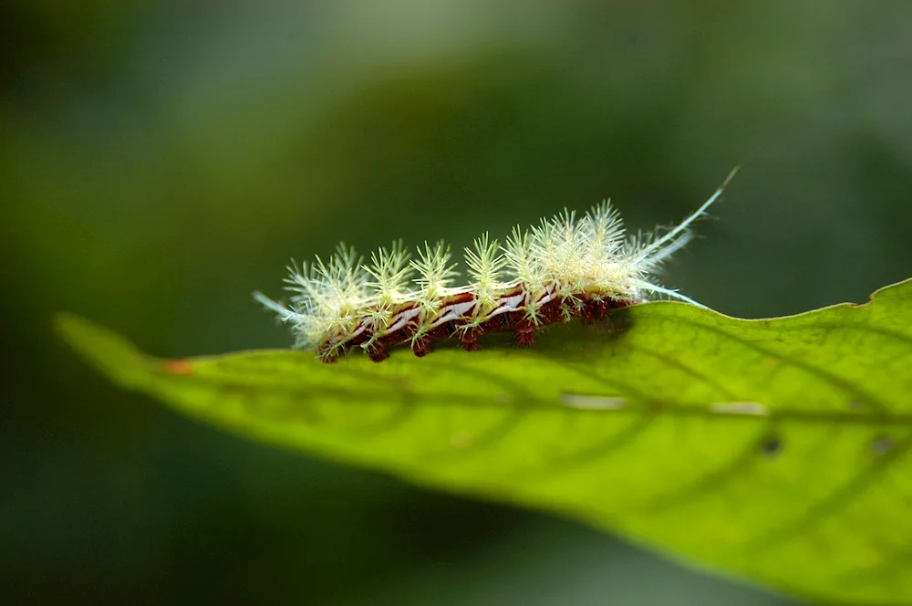 Earthworm green caterpillar