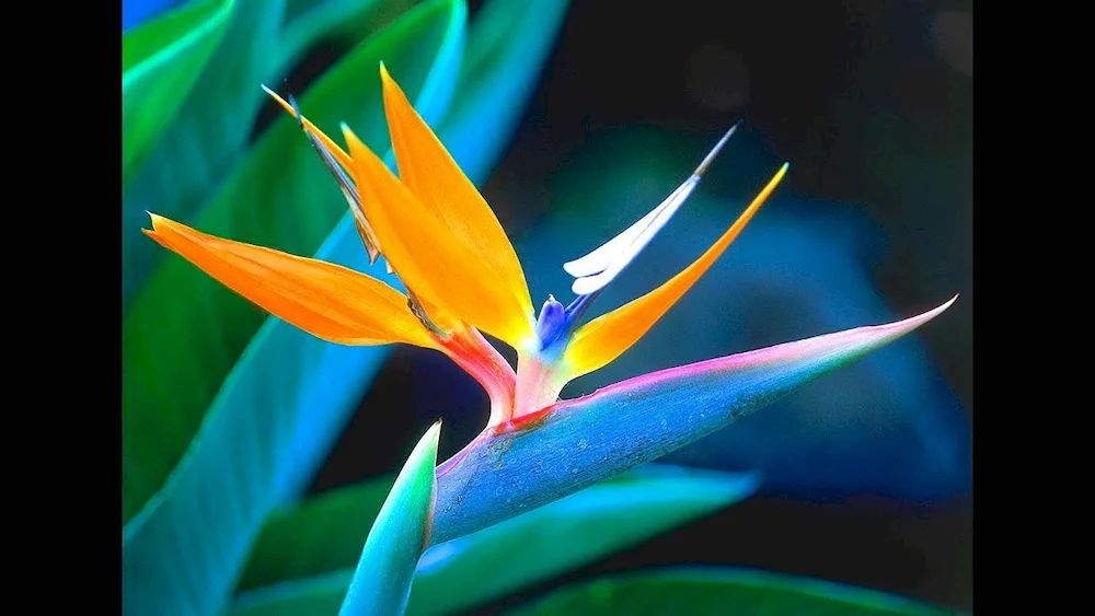 Strelitzia bird of paradise