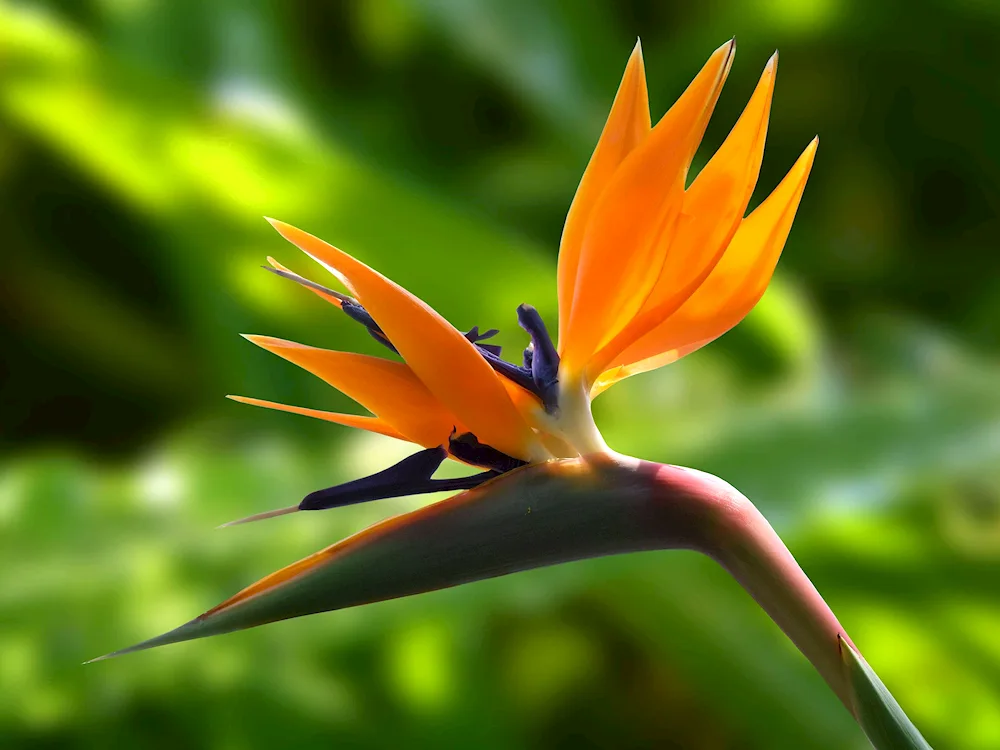 Strelitzia reginae