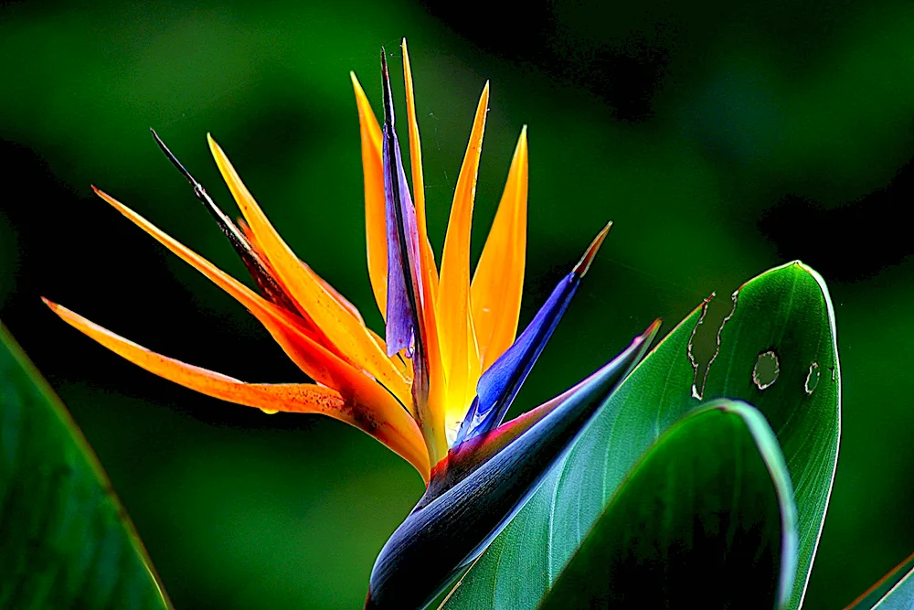 Strelitzia strelitzia