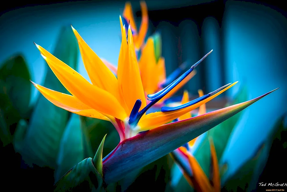 Strelitzia royal. ‘Bird of Paradise"