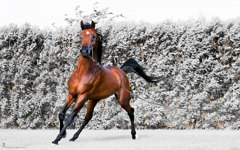 Arabian racehorse