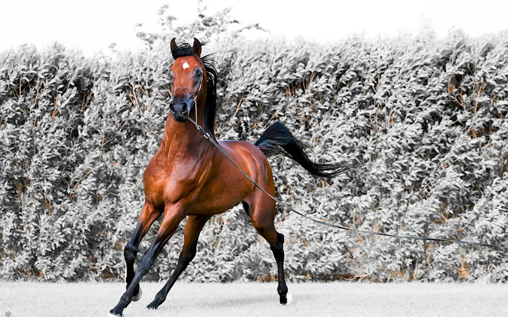 Beautiful horse Mustang Ostwind