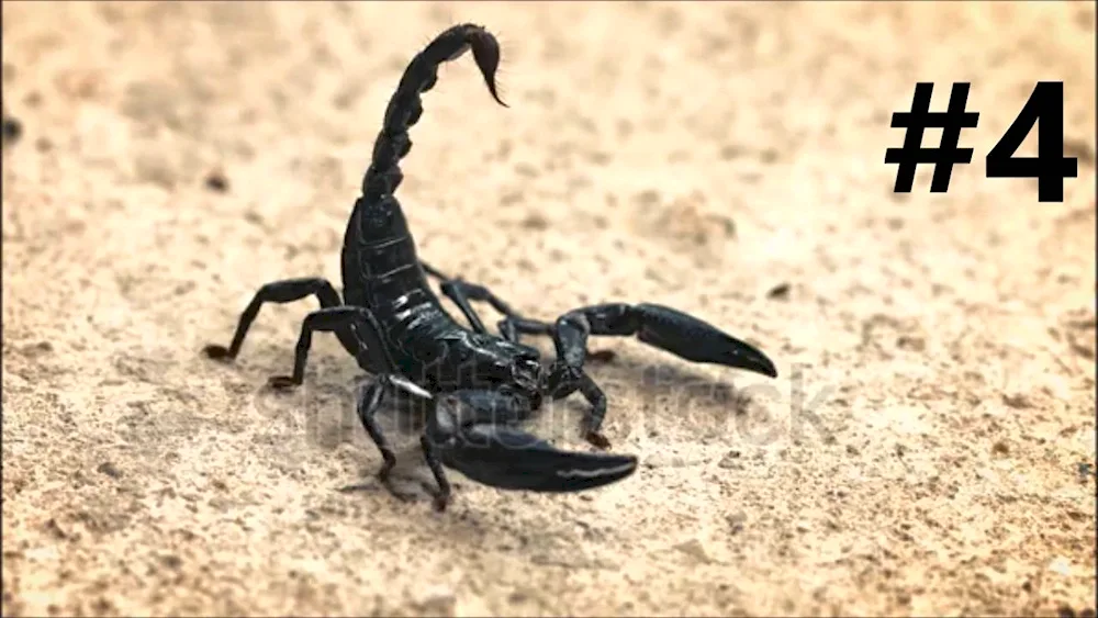 Scorpion