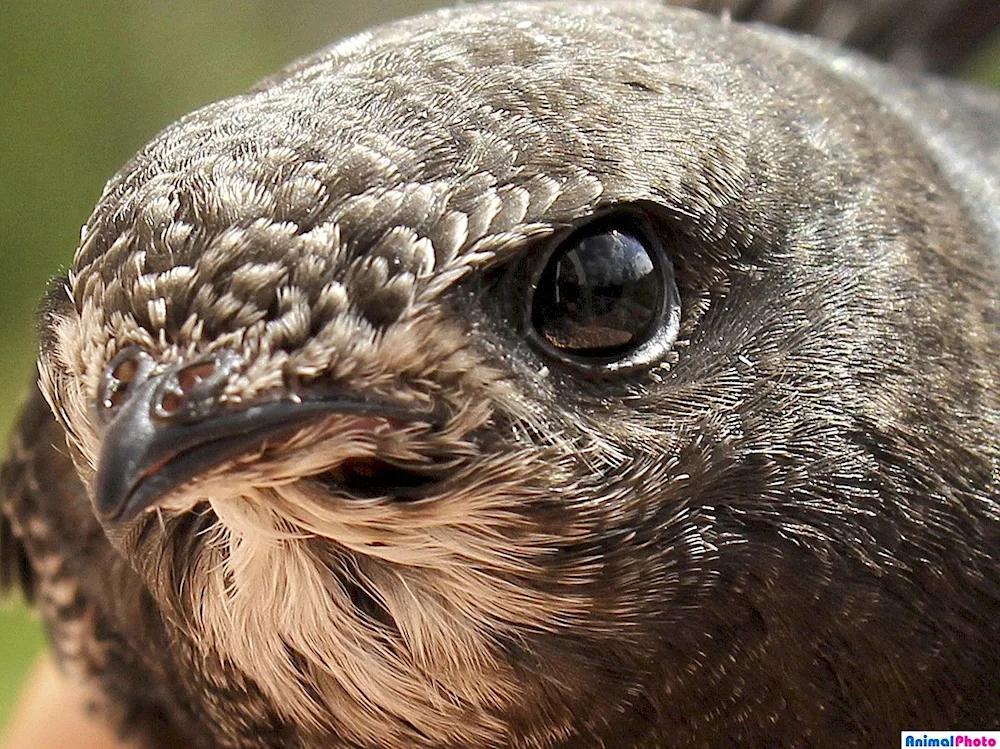 Angle-tailed Swift