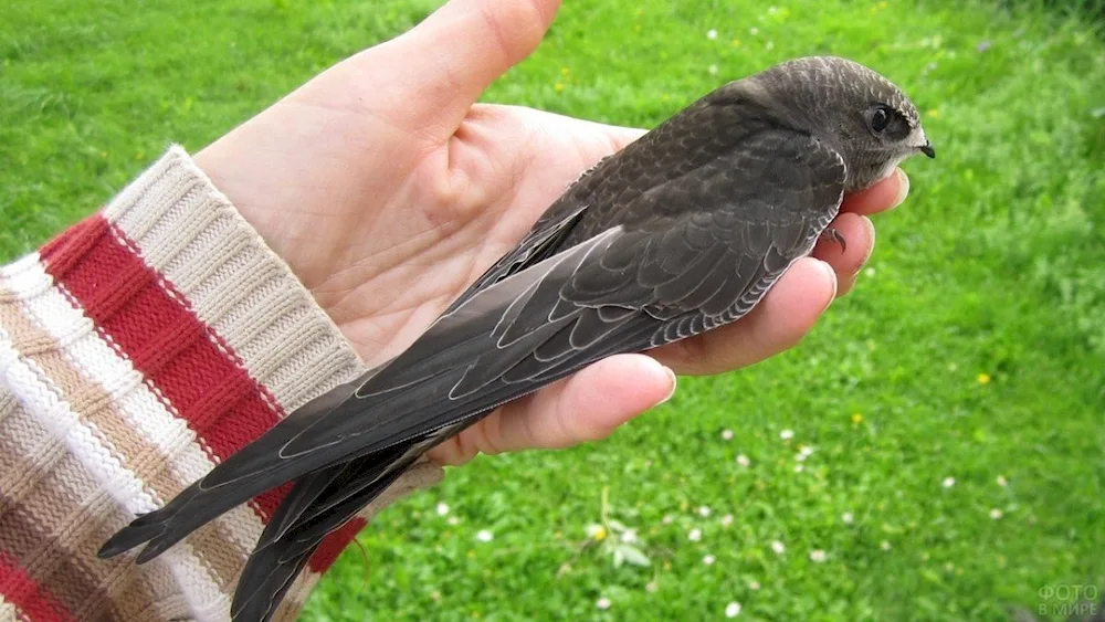 Angle-tailed Swift