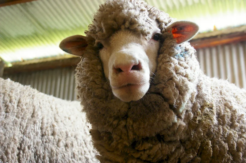 Curly Sheep