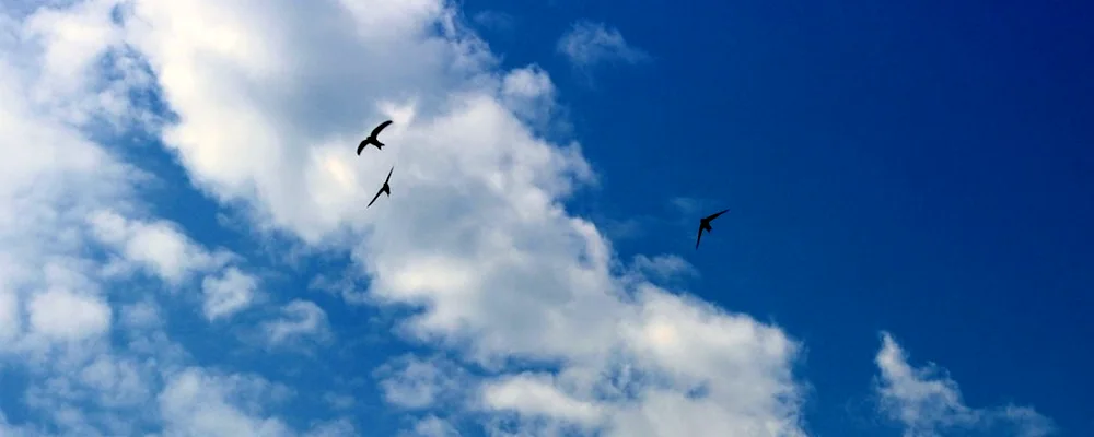 Swifts in the sky birds