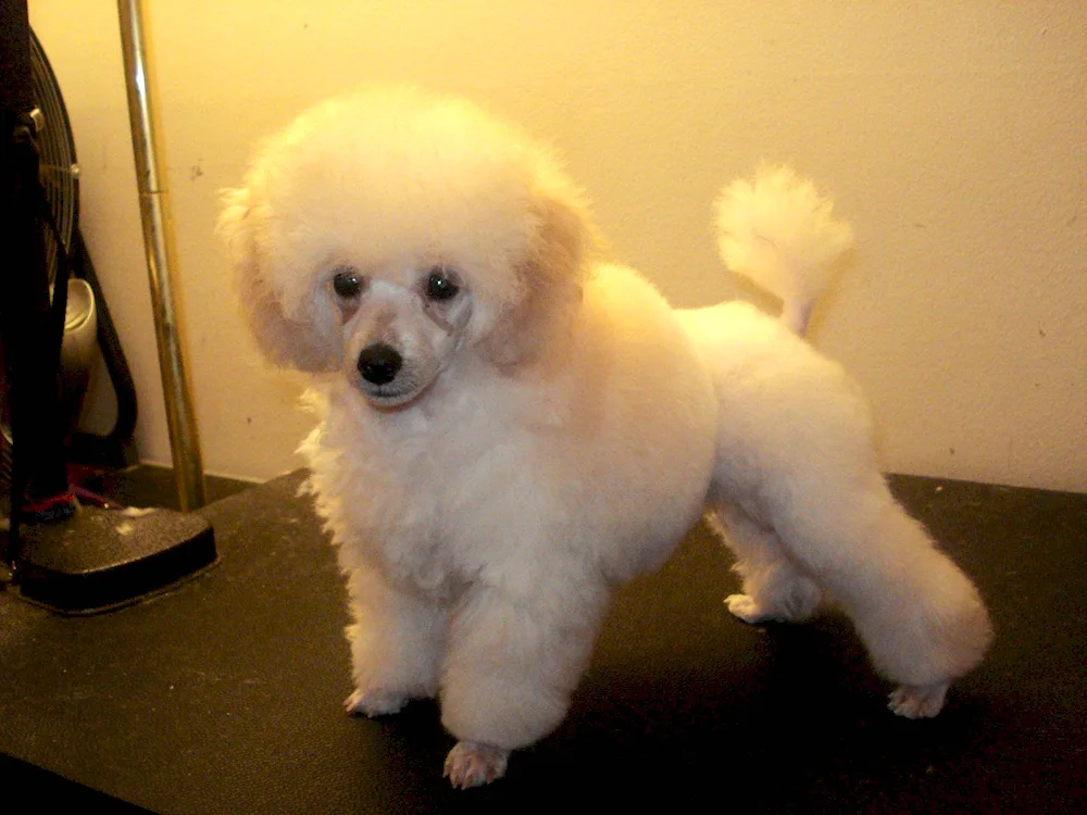 Dwarf poodle haircut