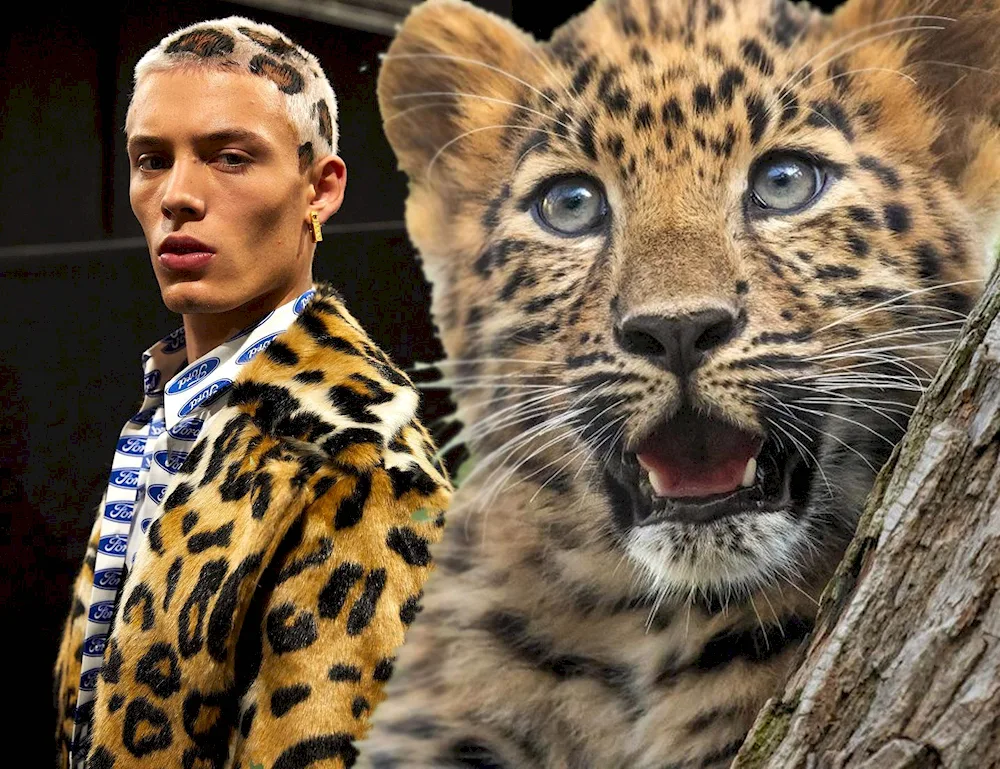 Leo leopard