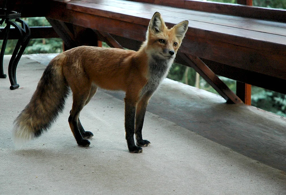 Fox haircut