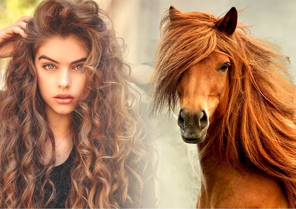 Horse mane